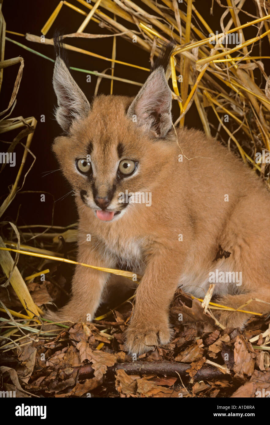 Caracal Caracal Lynx Cub Felix Stockfoto