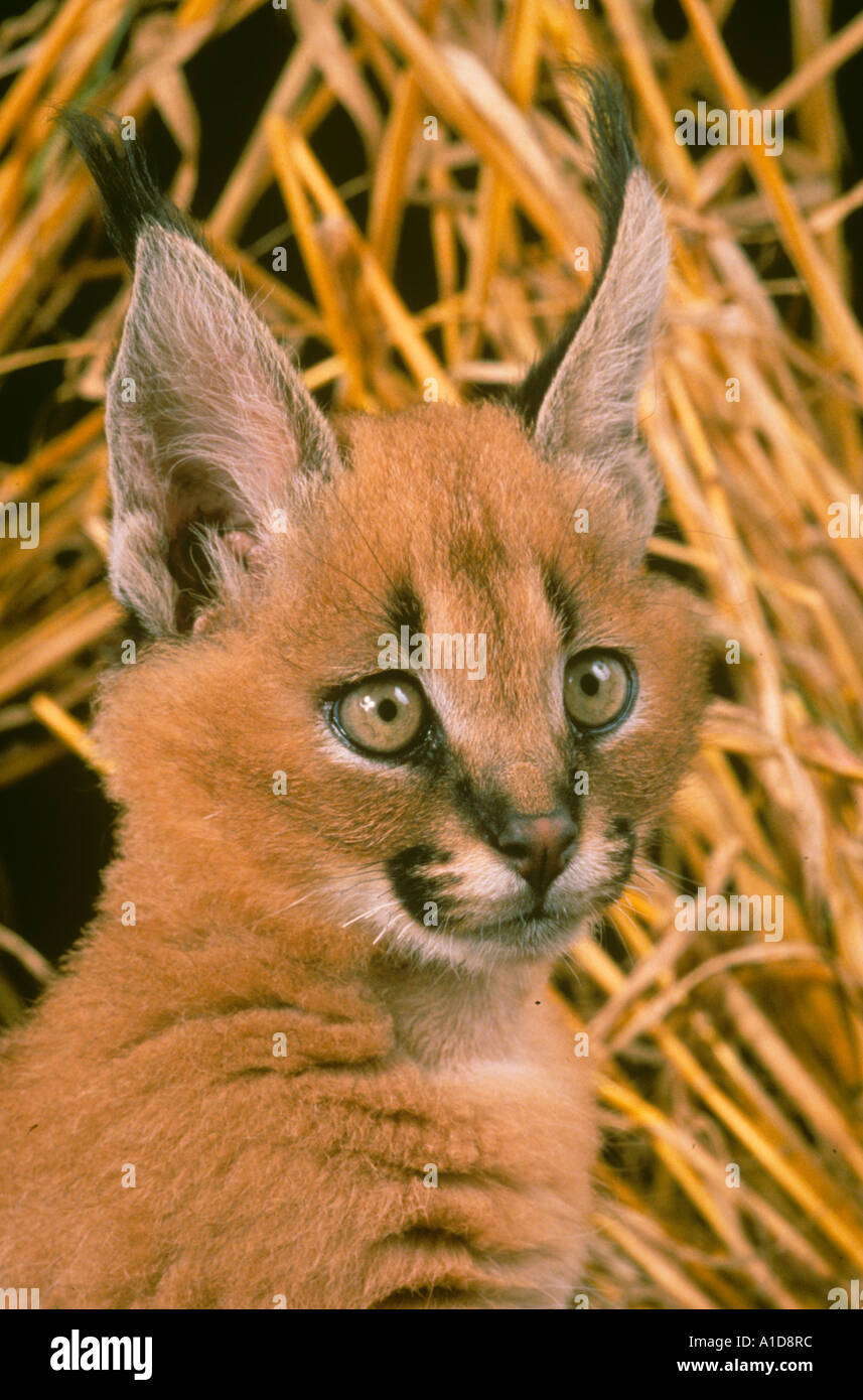 Caracal Caracal Lynx Cub Felix Stockfoto