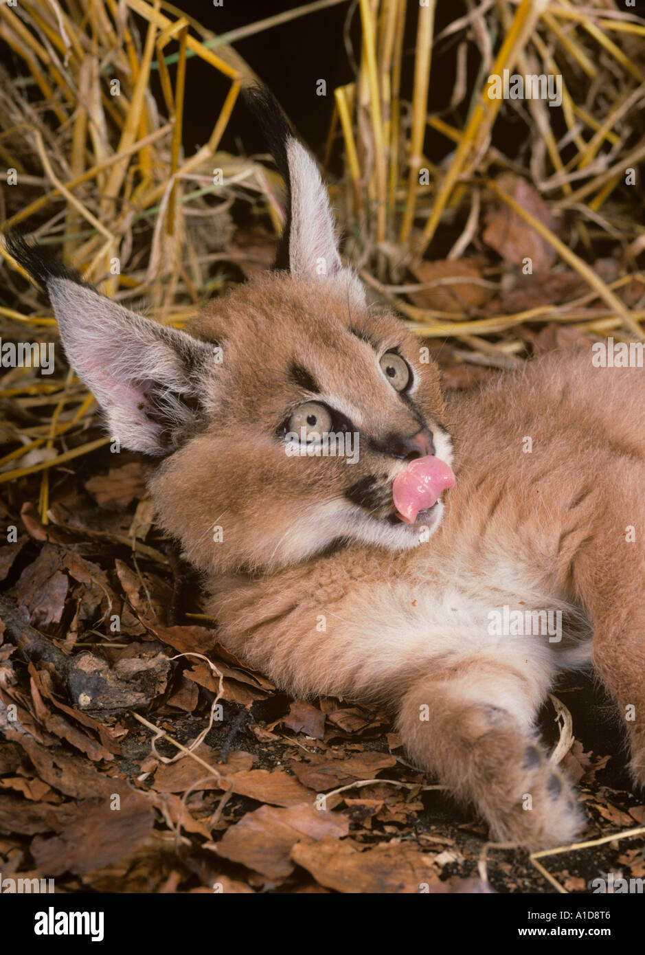Caracal Caracal Lynx Cub Felix Stockfoto