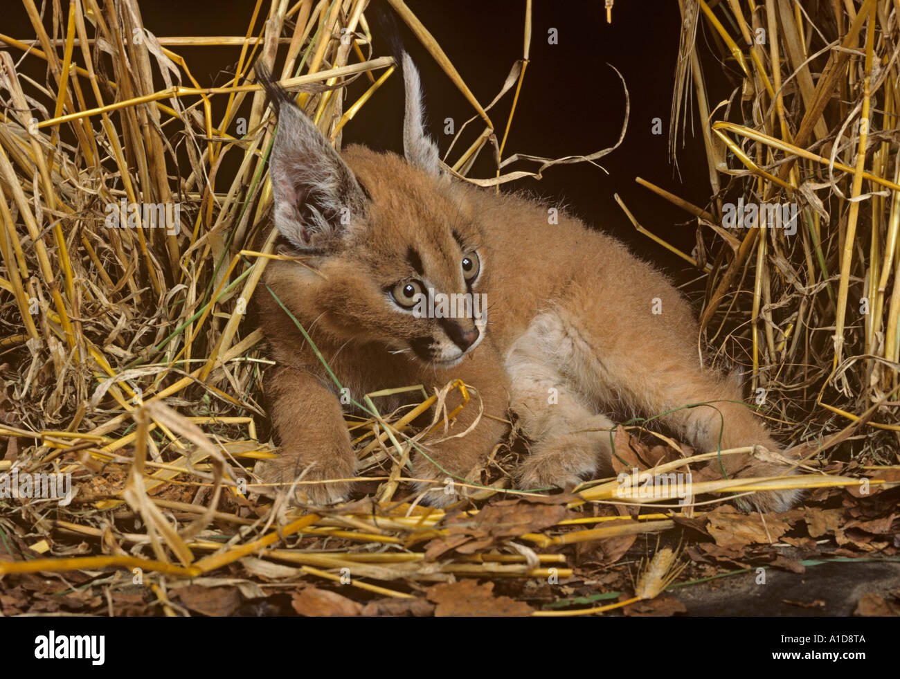 Caracal Caracal Lynx Cub Felix Stockfoto