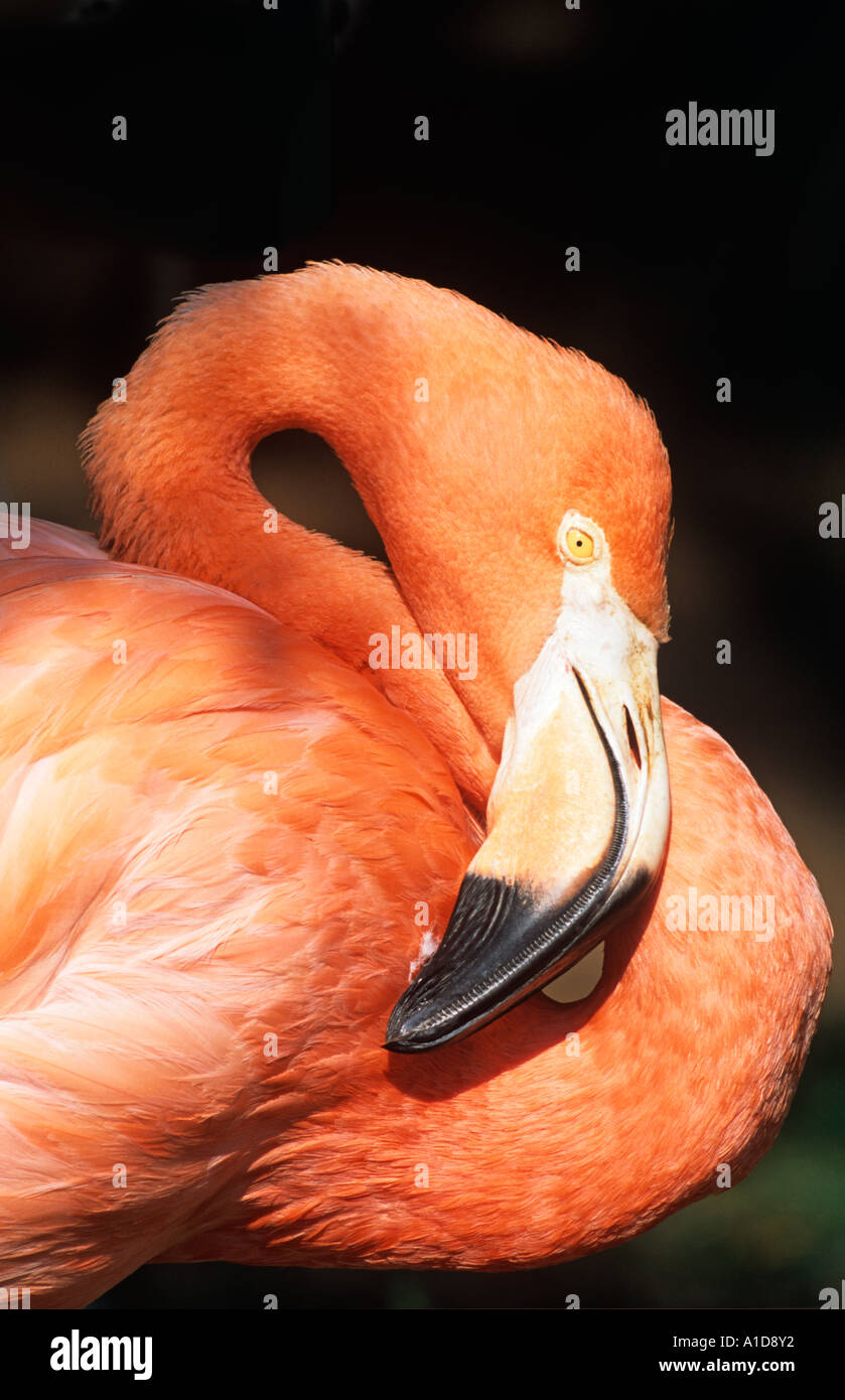 Größere Flamingo Phoenicopterus ruber Stockfoto