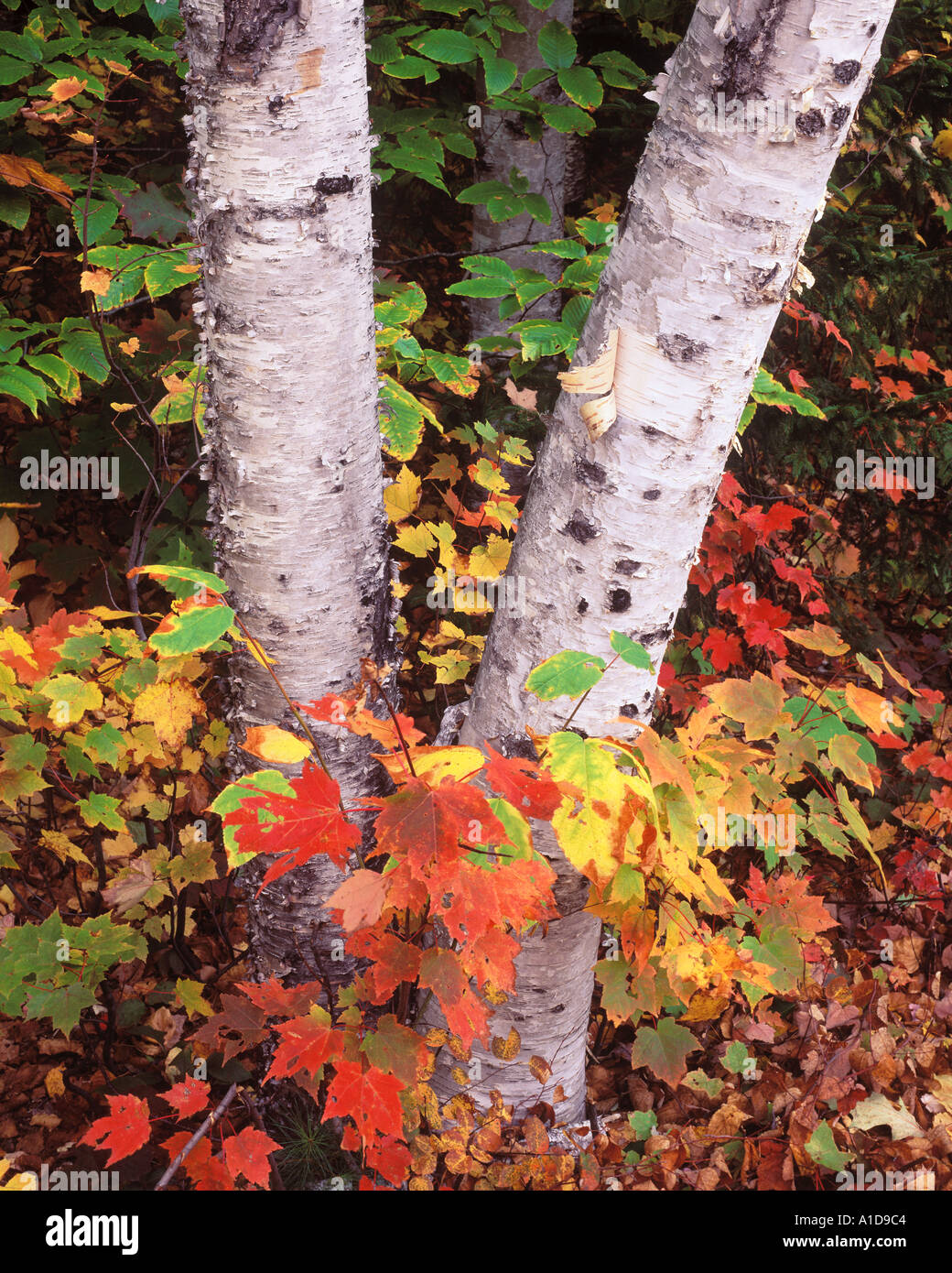 herbstliche Birke und Ahorn Bäumchen Stockfoto