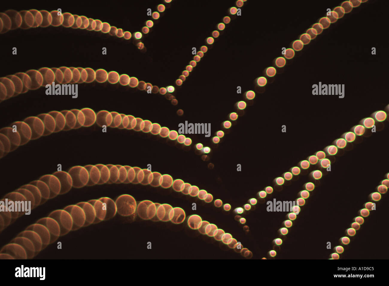 Spinnennetz mit Tautropfen Halskette Stockfoto