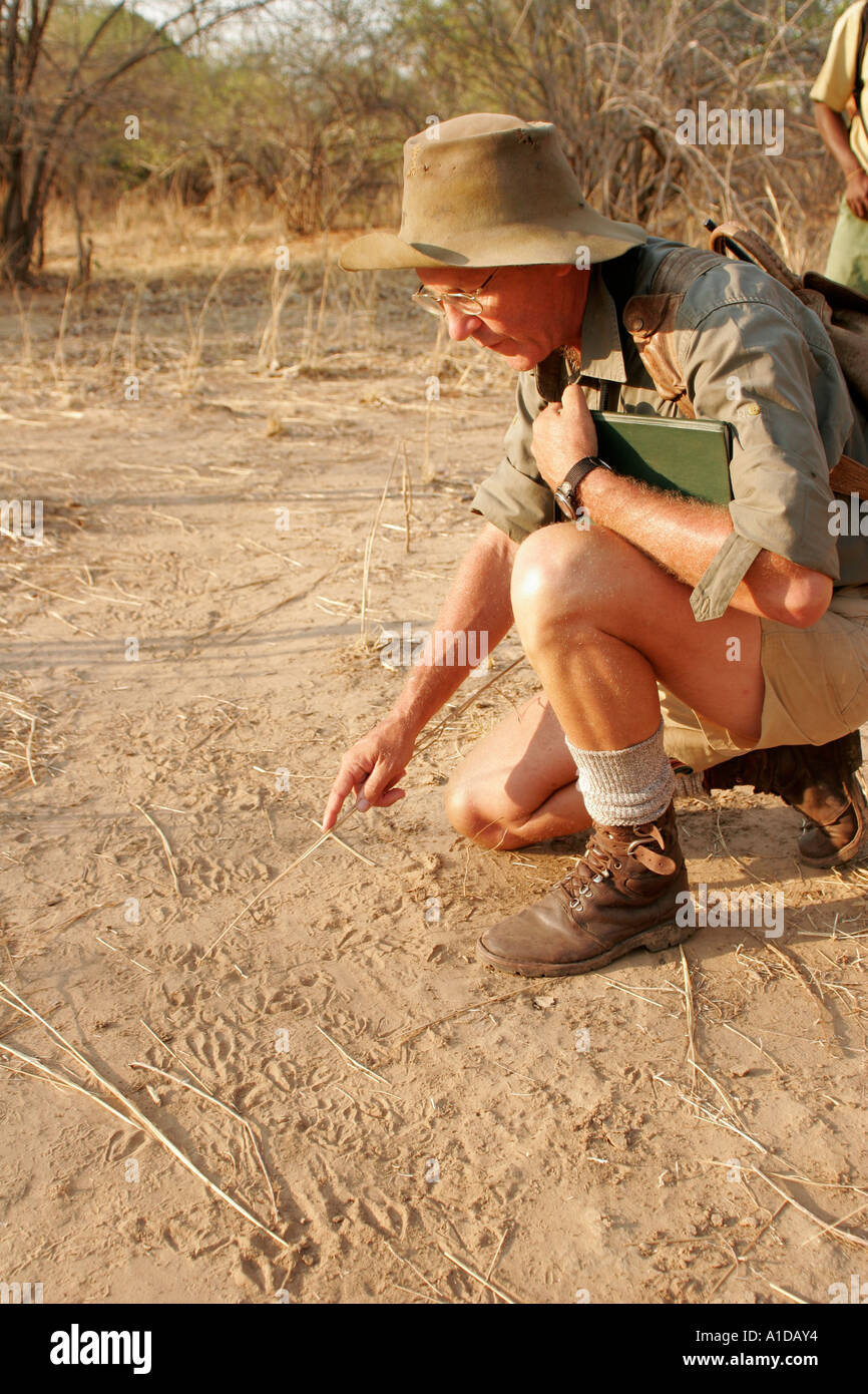 Namhafte Führer Robin Pope verfolgt Tiere im Luangwa-Tal in Sambia Stockfoto