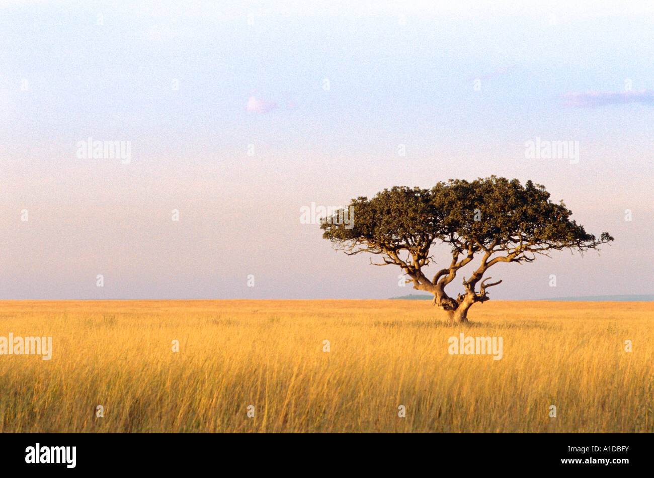 Eine einsame Akazie sticht auf der Serengeti Plains. Tansania Afrika Stockfoto