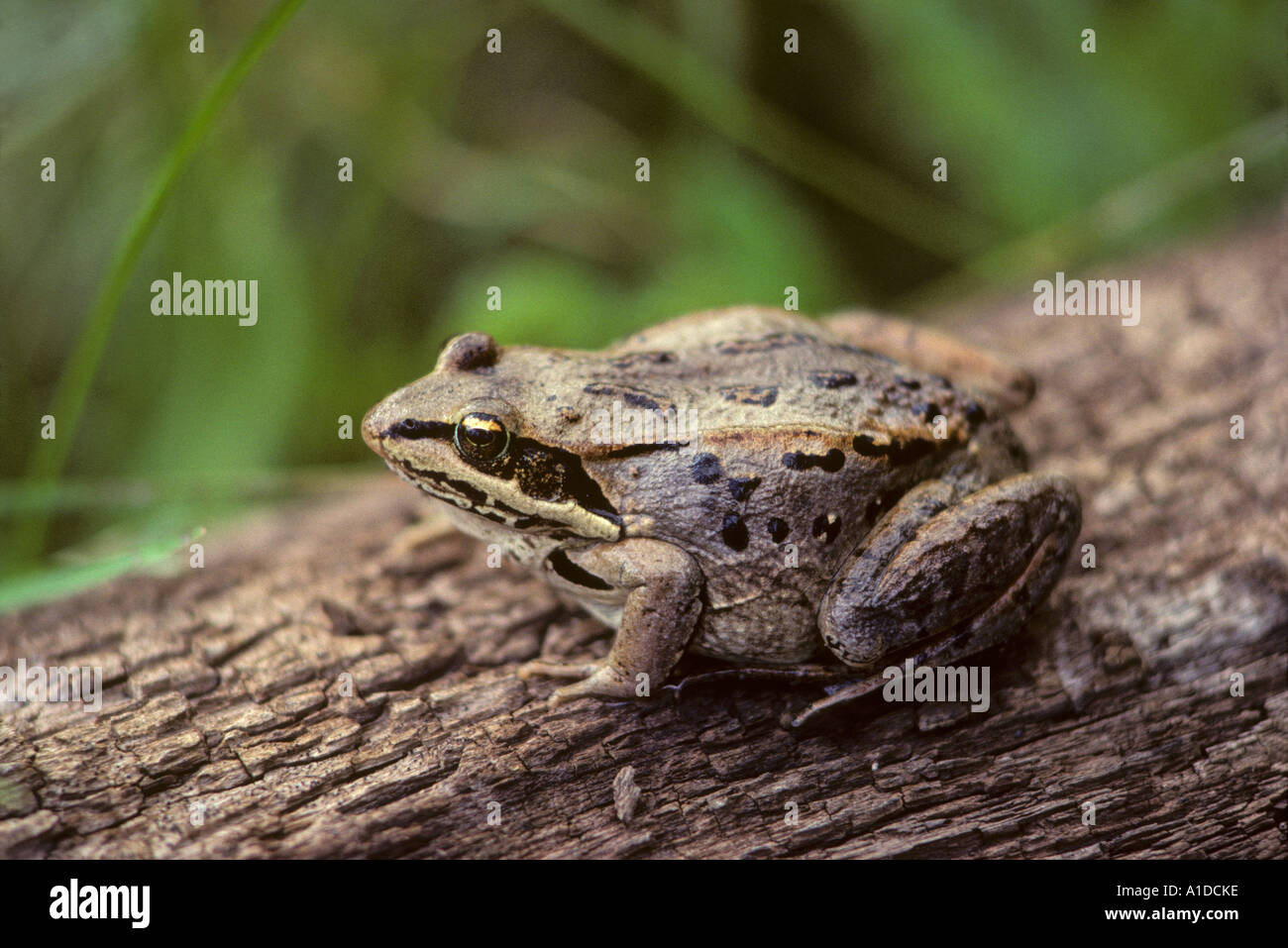 Holz-Frosch Rana Sylvatica auf Baumstamm Stockfoto