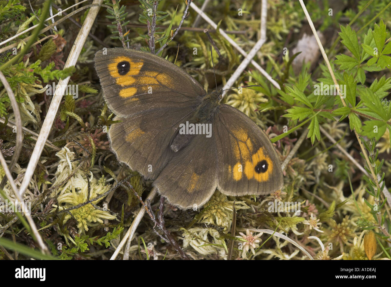 Wiese braun Schmetterling, Maniola jurtina Stockfoto