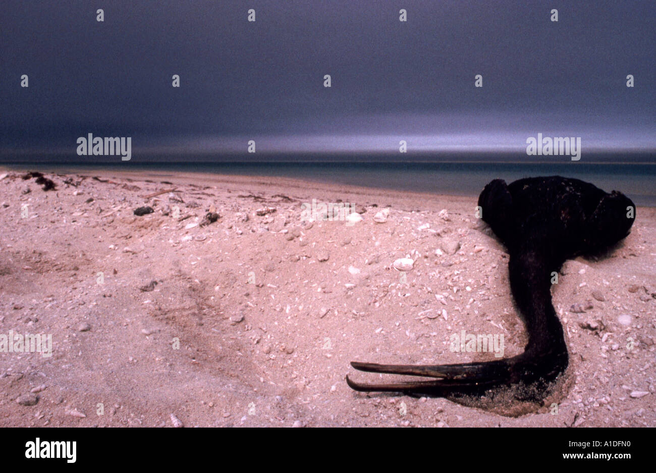 Geölte Socotra Kormorane (Phalacrocorax Nigrogularis) tot an einem Strand in der Golf-Öko-Katastrophe 1991 Stockfoto