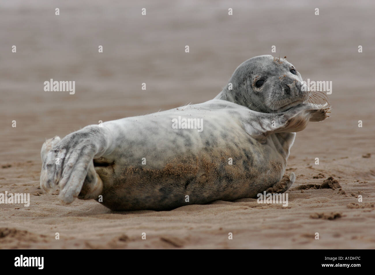 Graue Dichtung Halichoerus Grypus Welpen am Strand Stockfoto