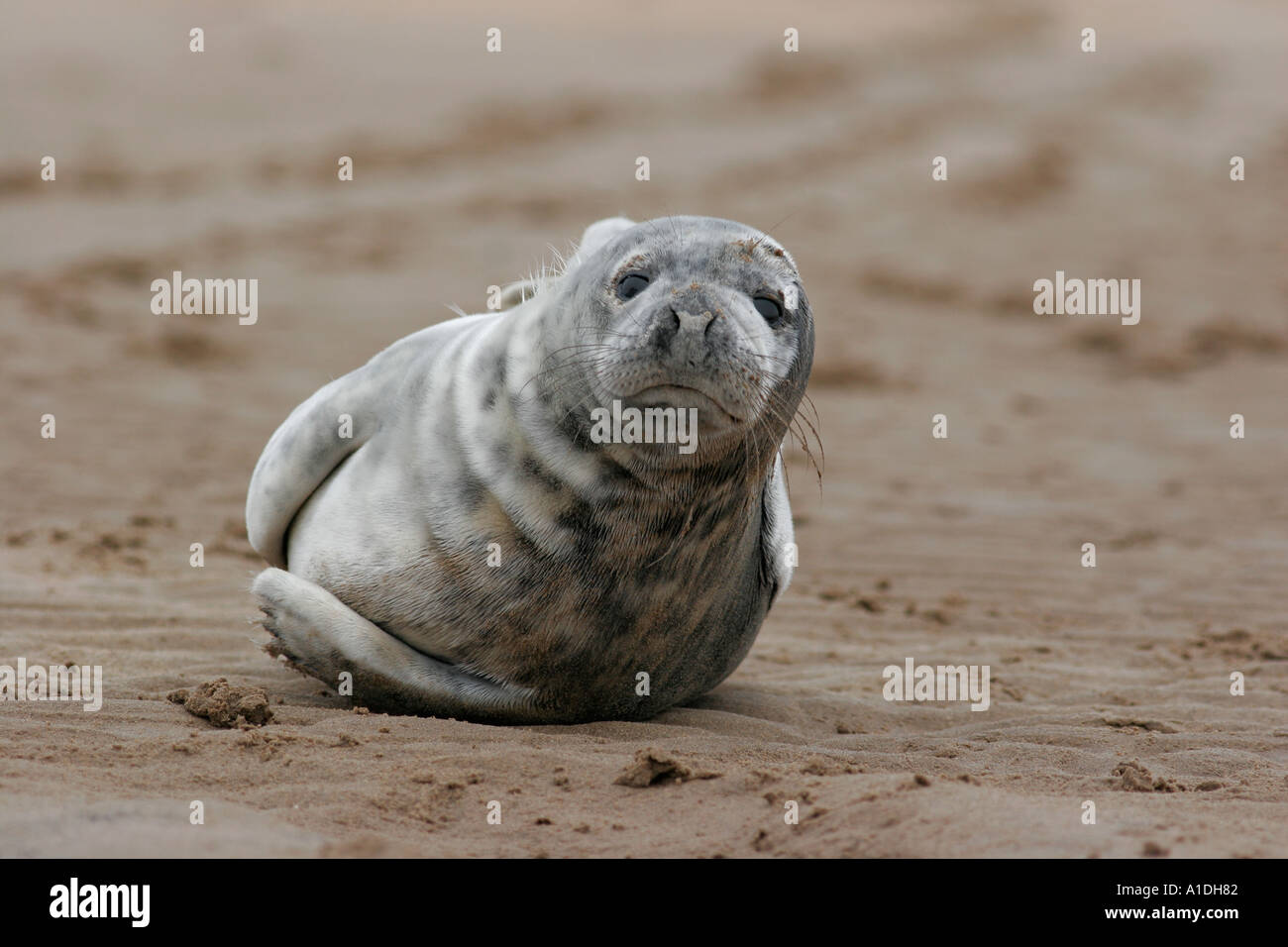 Graue Dichtung Halichoerus Grypus Welpen am Strand Stockfoto