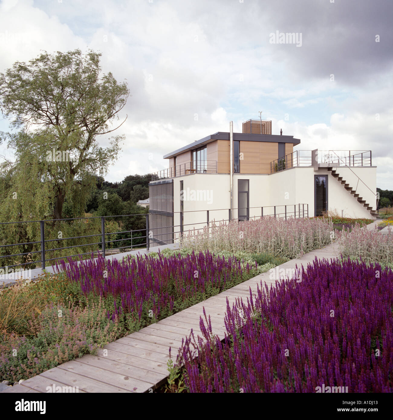 Lavendel Roofgarden mit geplankte Gehweg auf ein modernes Gebäude Stockfoto