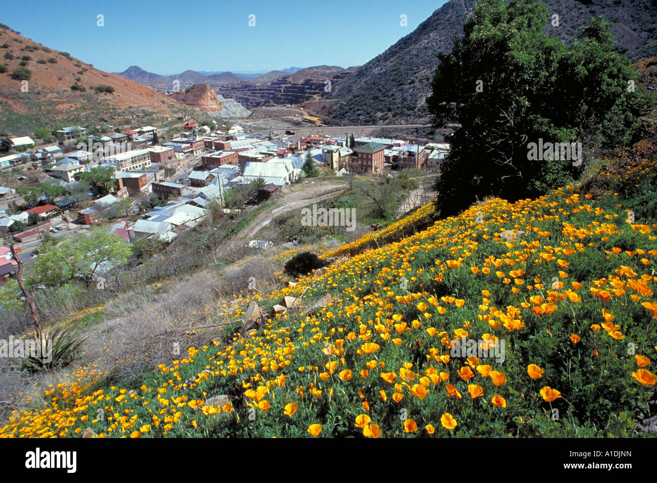 Elk225 6951 Arizona Bisbee Blick auf Stadt mit Mohn Stockfoto