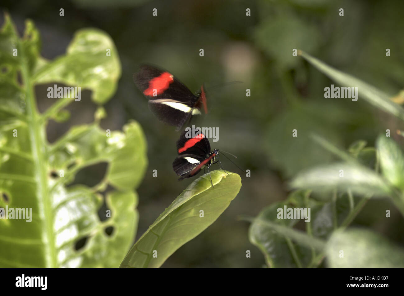 Heliconius melpomene butterflies mating ritual at Pacific Science Center butterfly house Seattle Center Seattle Washington USA Stockfoto