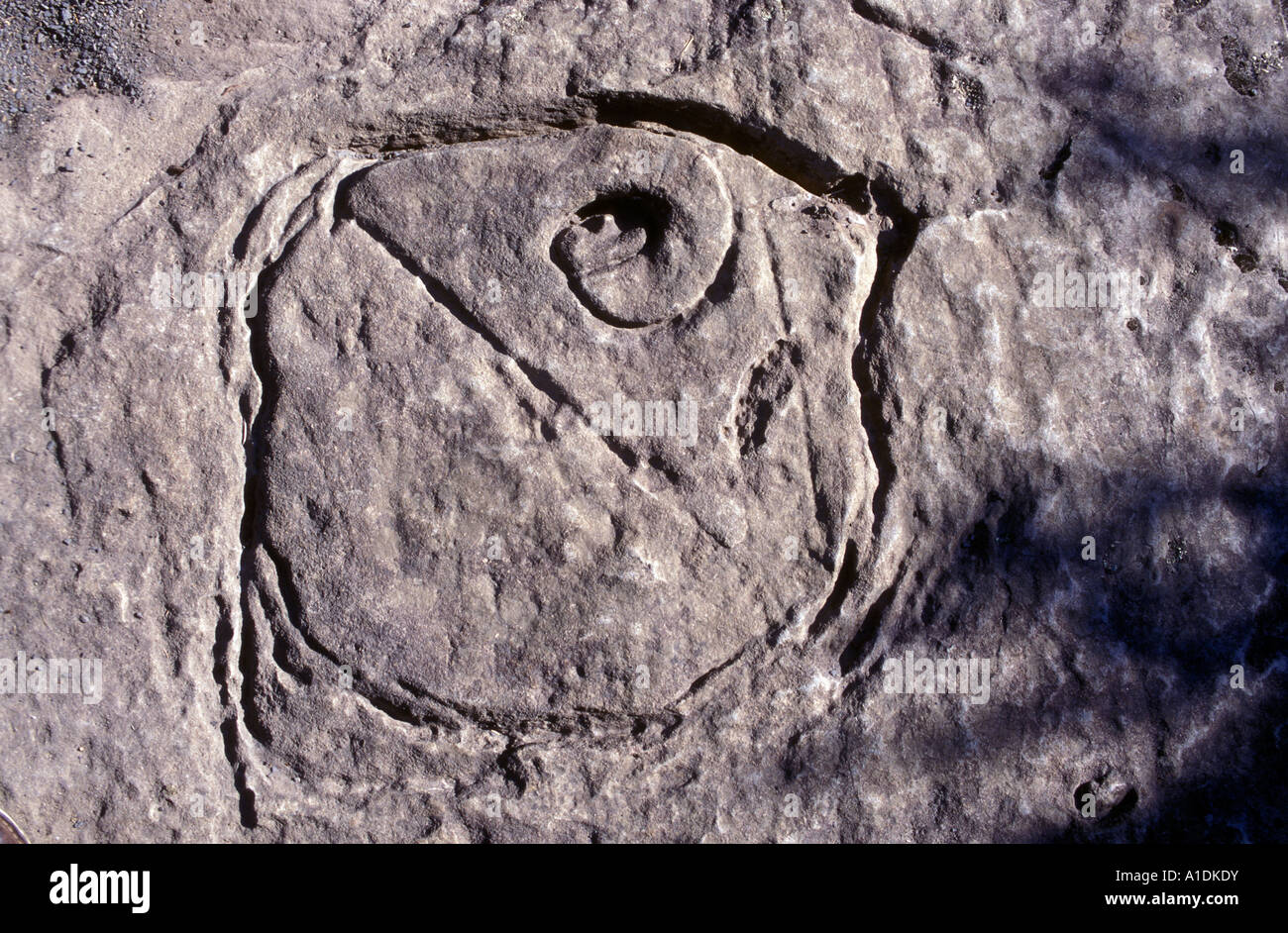 Einheimischen australischen Aborigines Schnitzwerk der Abalone, Nord Küste von Tasmana, ca. 40cm Durchmesser. Foto von Bruce Miller Stockfoto
