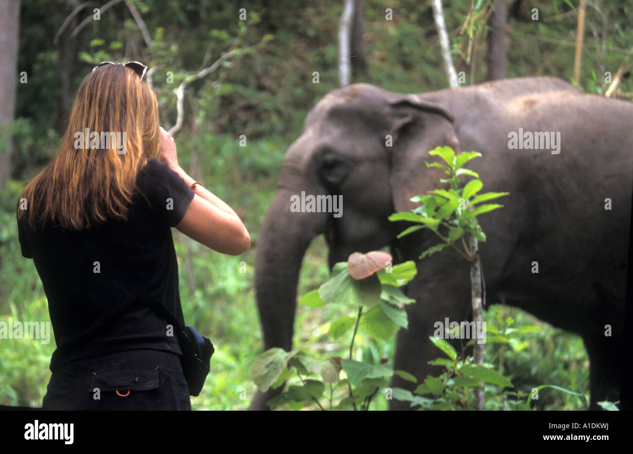 Ein Tourist Fotografieren eines Elefanten im Dschungel Thailand Foto von Bruce Miller Stockfoto