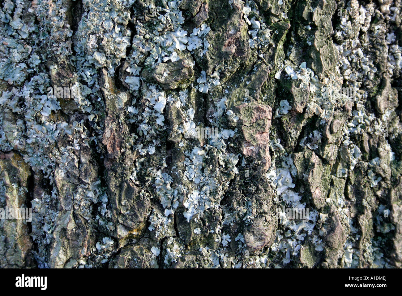 Alnus Glutinosa Rinde Stockfoto