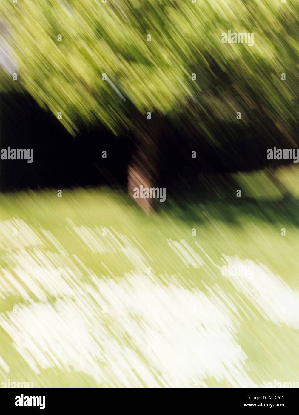 Impressionistisches Bild Baum und Gras bedeckt mit Gänseblümchen Stockfoto