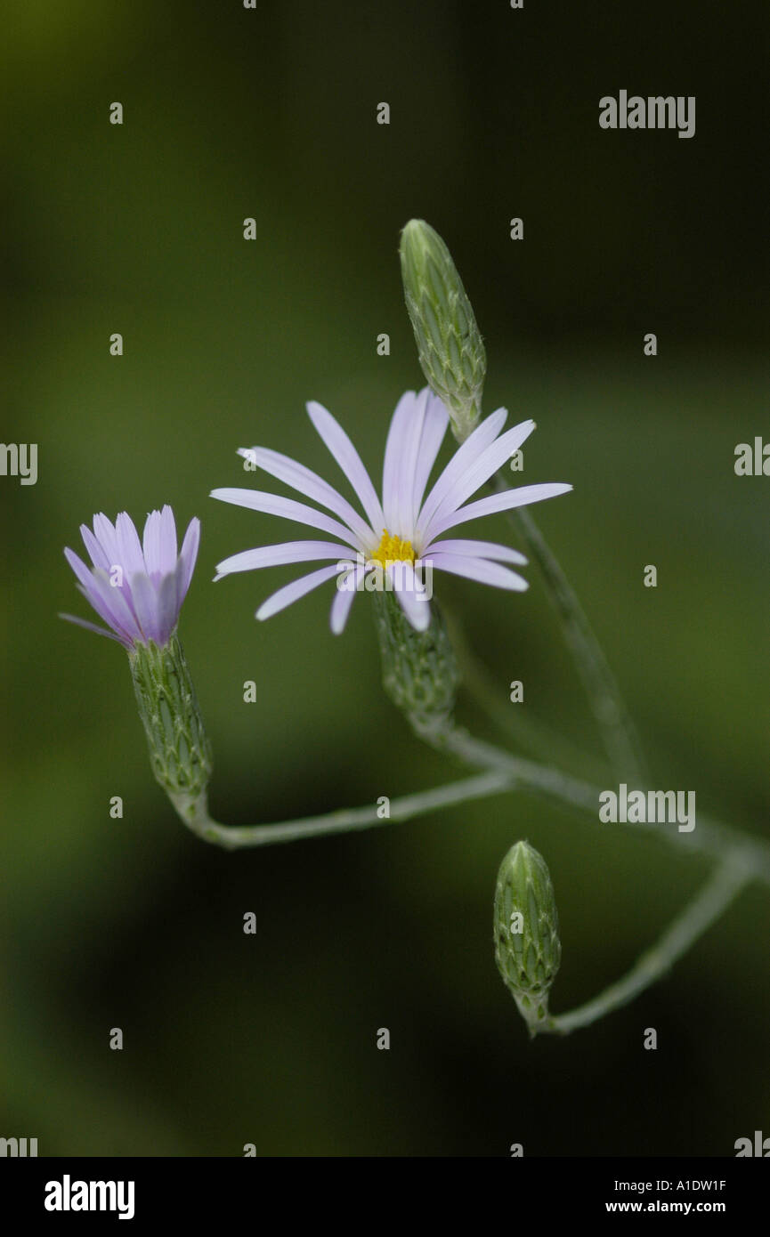 Onoseris Weberbaueri Asterracae Peru Lila Blume Pflanze Blume Blutenblatt Garten Bouquete Botanische Stockfotografie Alamy