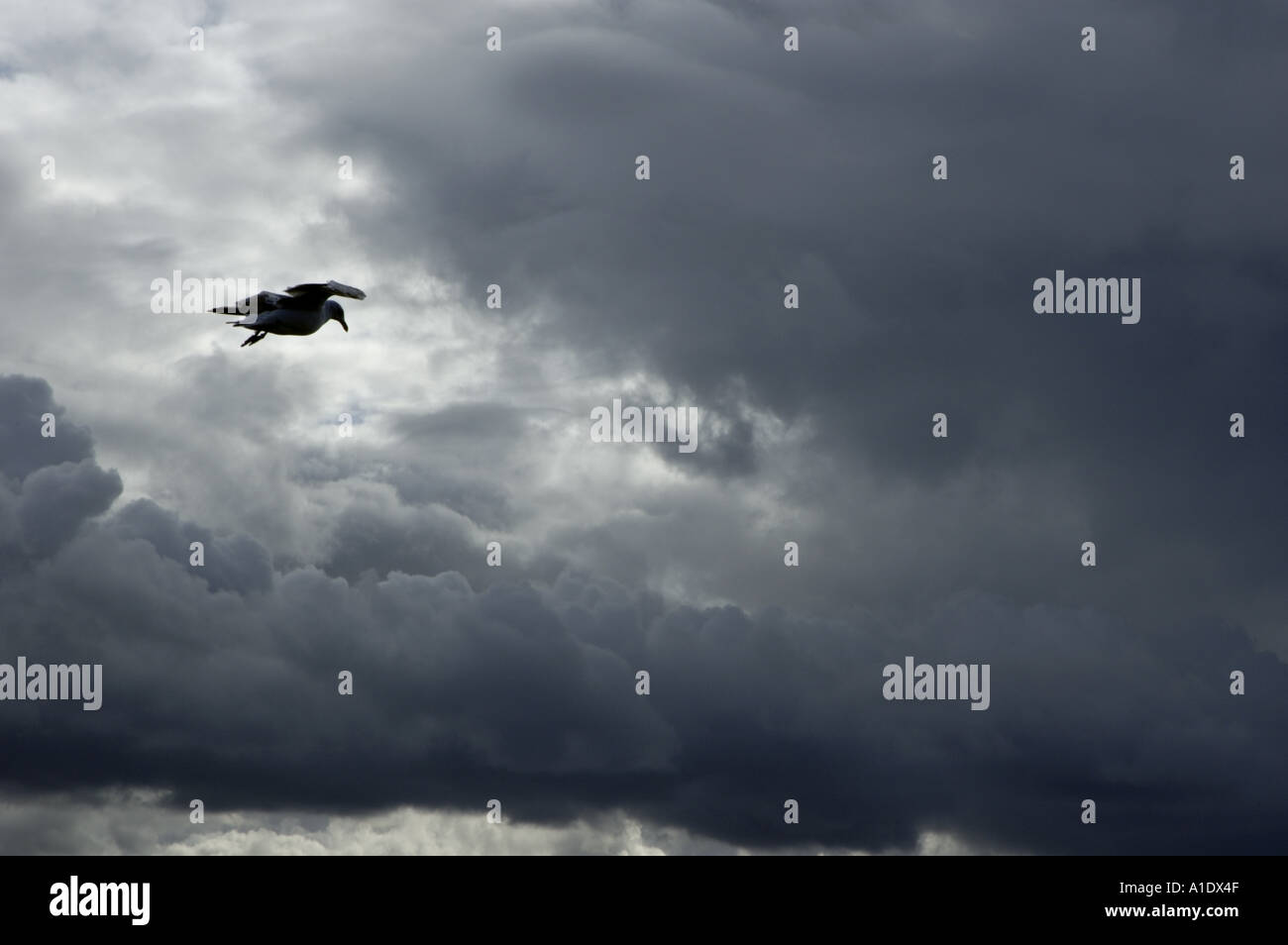 Eine Möwe im Himmel fliegen. Stockfoto