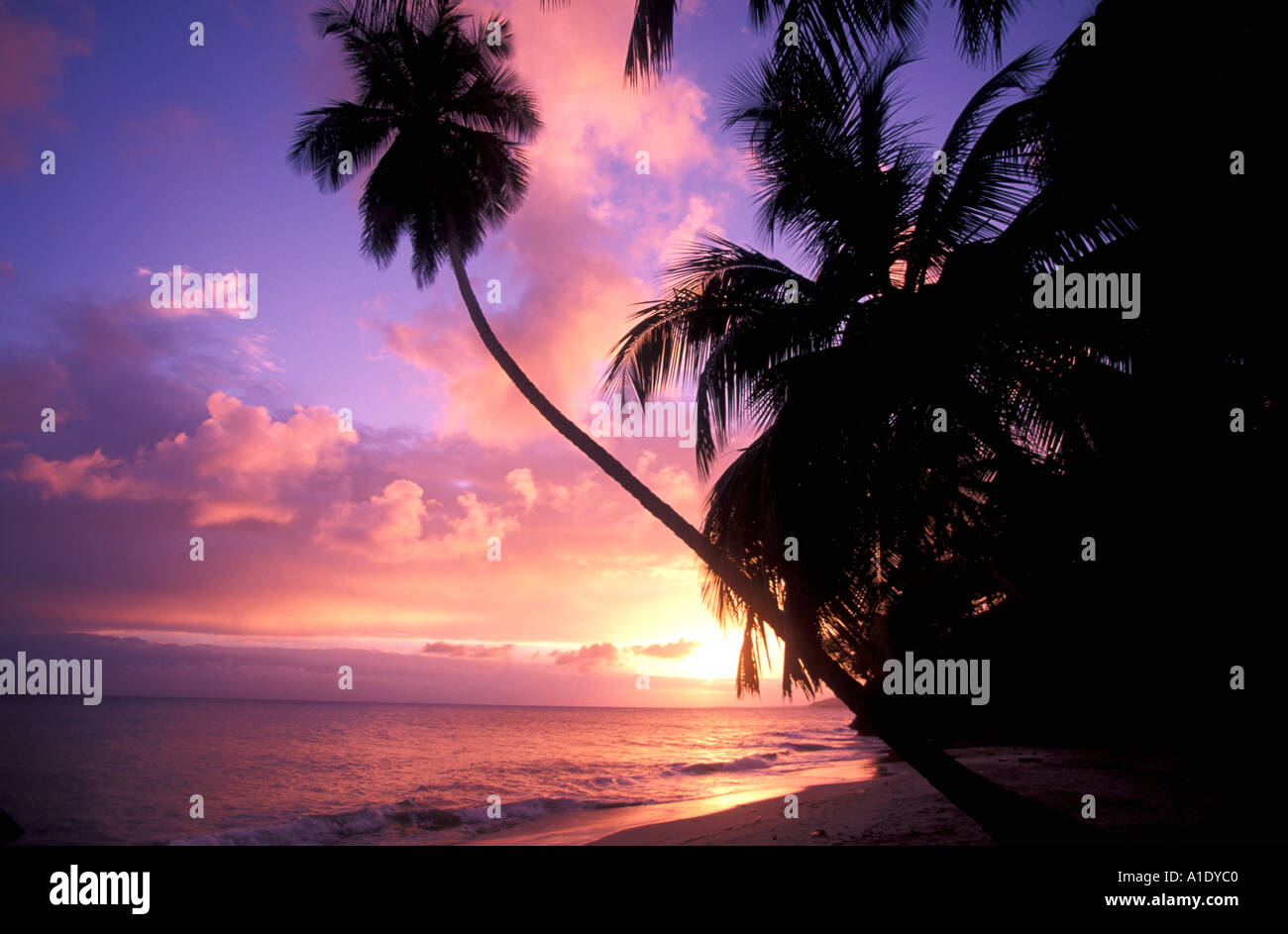 Tropischer Sonnenuntergang Palmen von Wasser mit lila Himmel Stockfoto