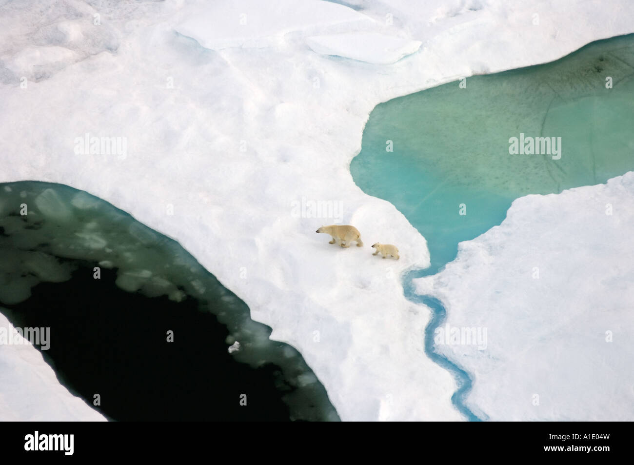 Eisbären Ursus maritimus säen mit Jungen, die auf mehrschichtigem Eis spazieren, auf der Suche nach Nahrung in der Chukchi-See Stockfoto