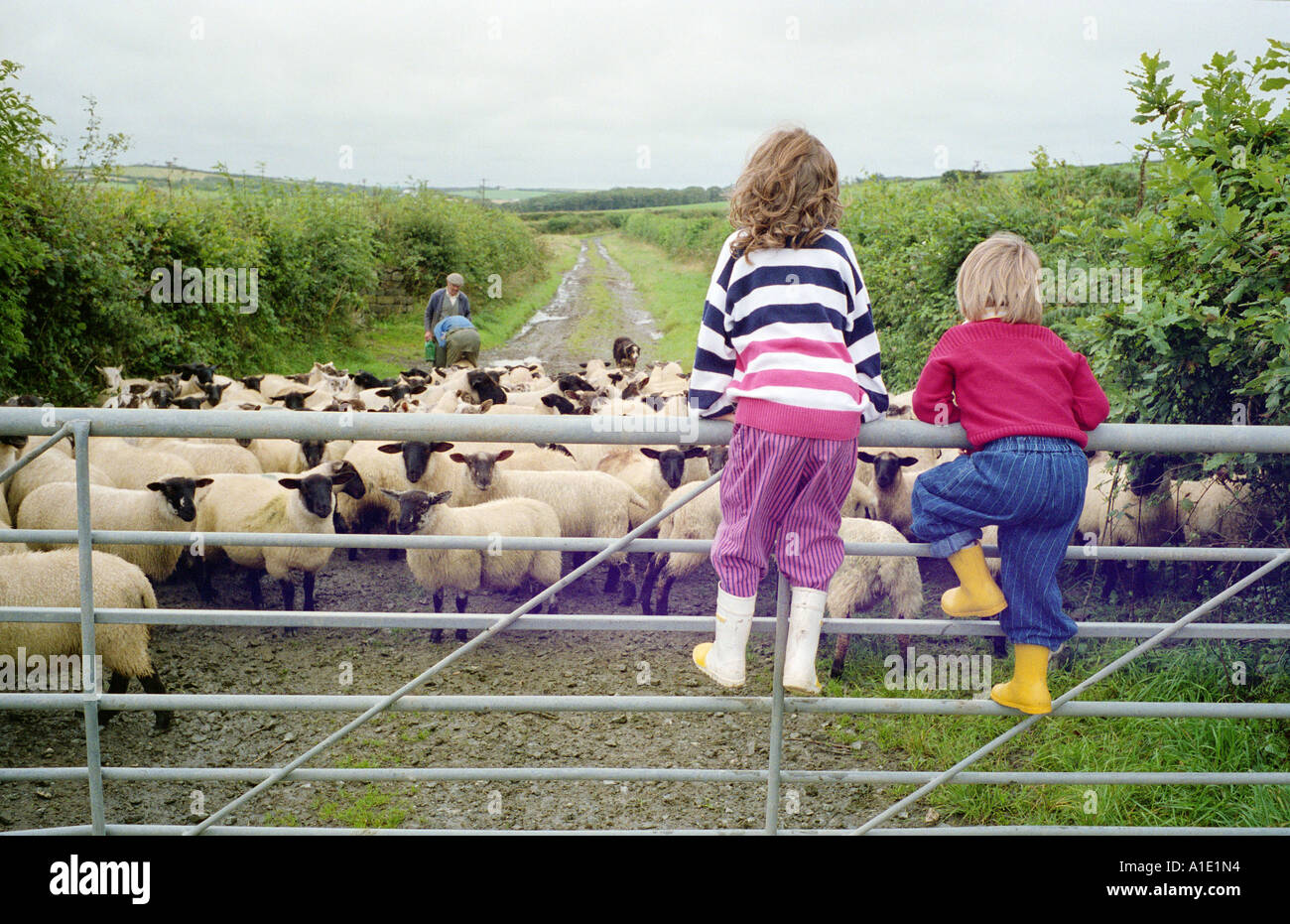 Kinder klettern ein Tor um Schafe in Devon England zu sehen Stockfoto