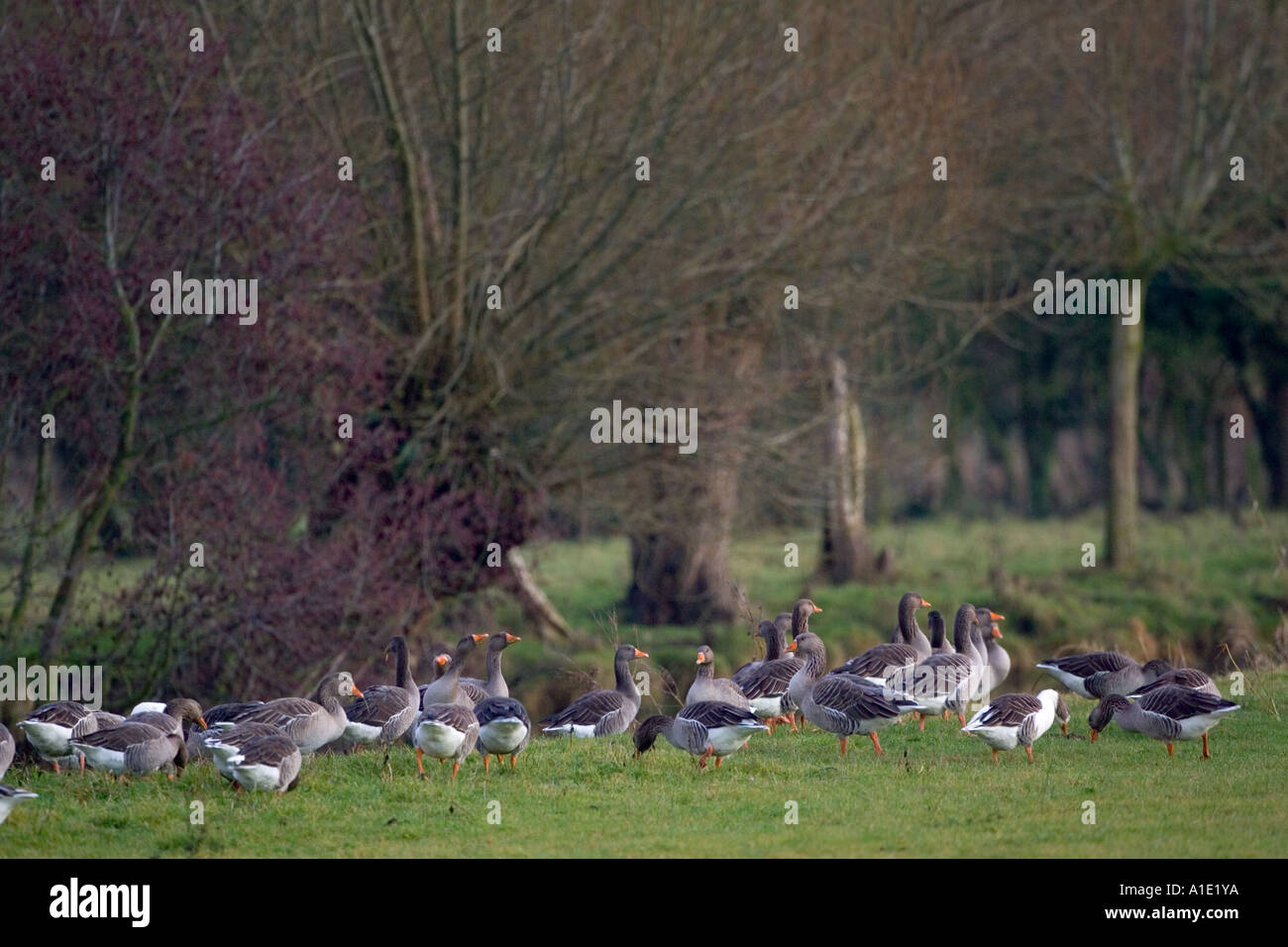 Graugans Gänse Swinbrook Oxfordshire UK freien Bereich Vögel können gefährdet sein, wenn die Vogelgrippe Vogelgrippe-Virus breitet sich Stockfoto