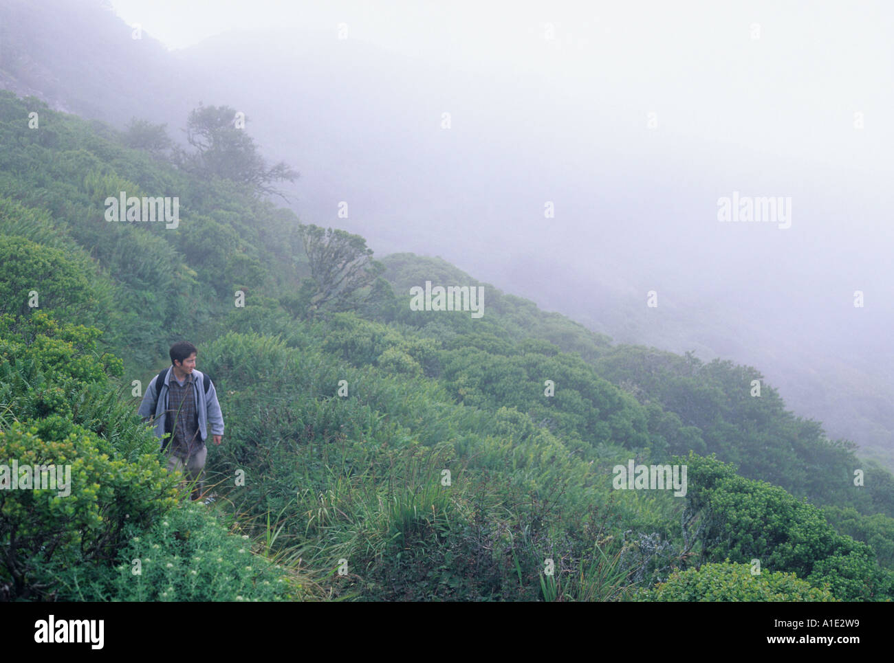 Ein junger asiatischer Mann Wandern durch nebligen Küsten Gebüsch San Bruno Mountain State Park California Vereinigte Staaten von Amerika Stockfoto