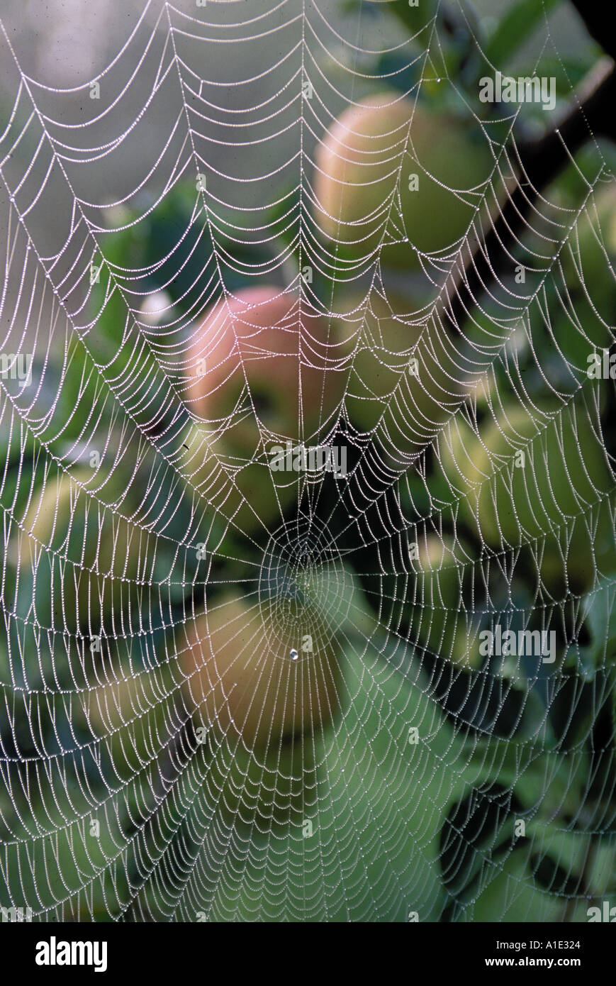 Jonagold Äpfel im frühen Morgennebel mit einer Spinne taufrischen Spinnennetz Kentish Obstgarten im Herbst UK Stockfoto