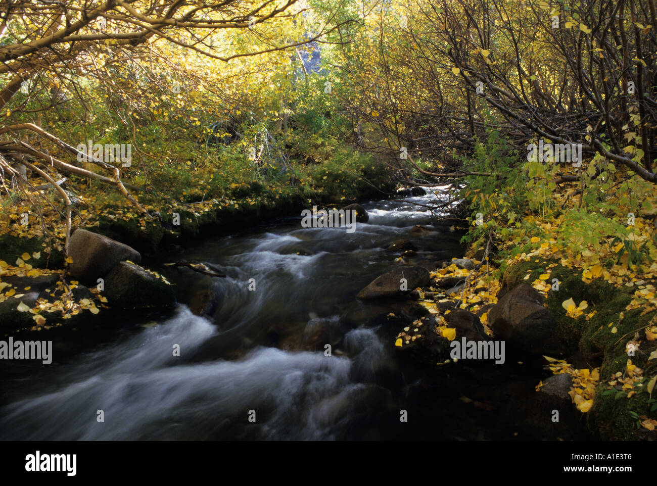 Herbst Weihrauchzedern Espen entlang McGee Creek, östliche Sierra Nevada, Kalifornien, USA Stockfoto