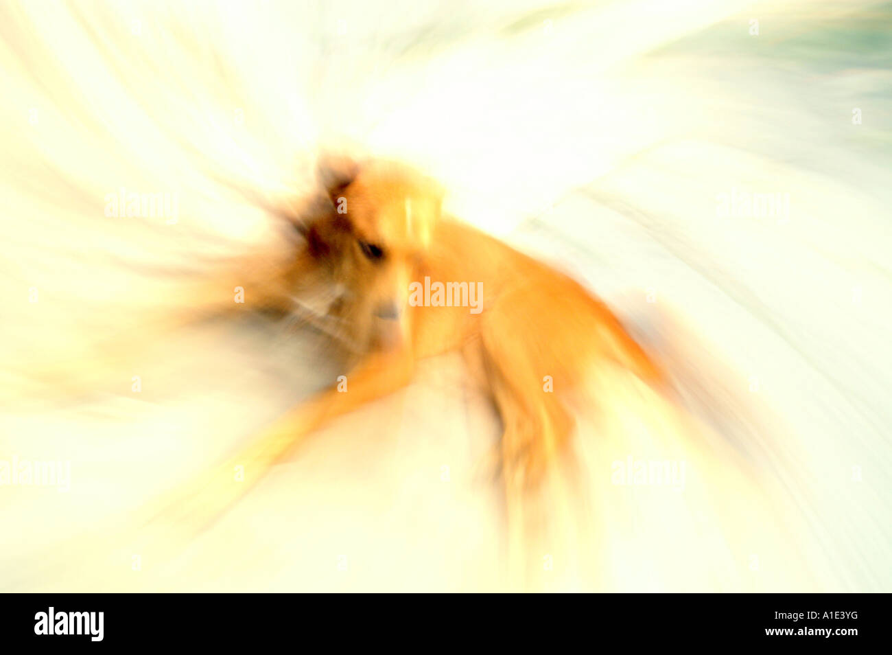 Manuell - Objektiv vergrößert - Spirale verschwommen und absichtlich überbelichtet Bild des gelben Hundes Stockfoto