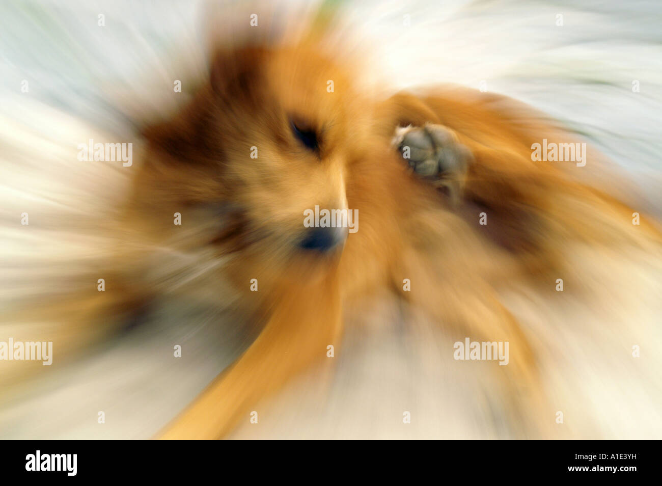 Manuell - Objektiv vergrößert - Spirale verschwommen und absichtlich überbelichtet Bild des gelben Hundes Stockfoto