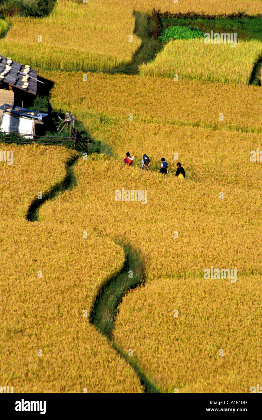 Erntemaschinen sind heimwärts gebunden Paro Bhutan Stockfoto