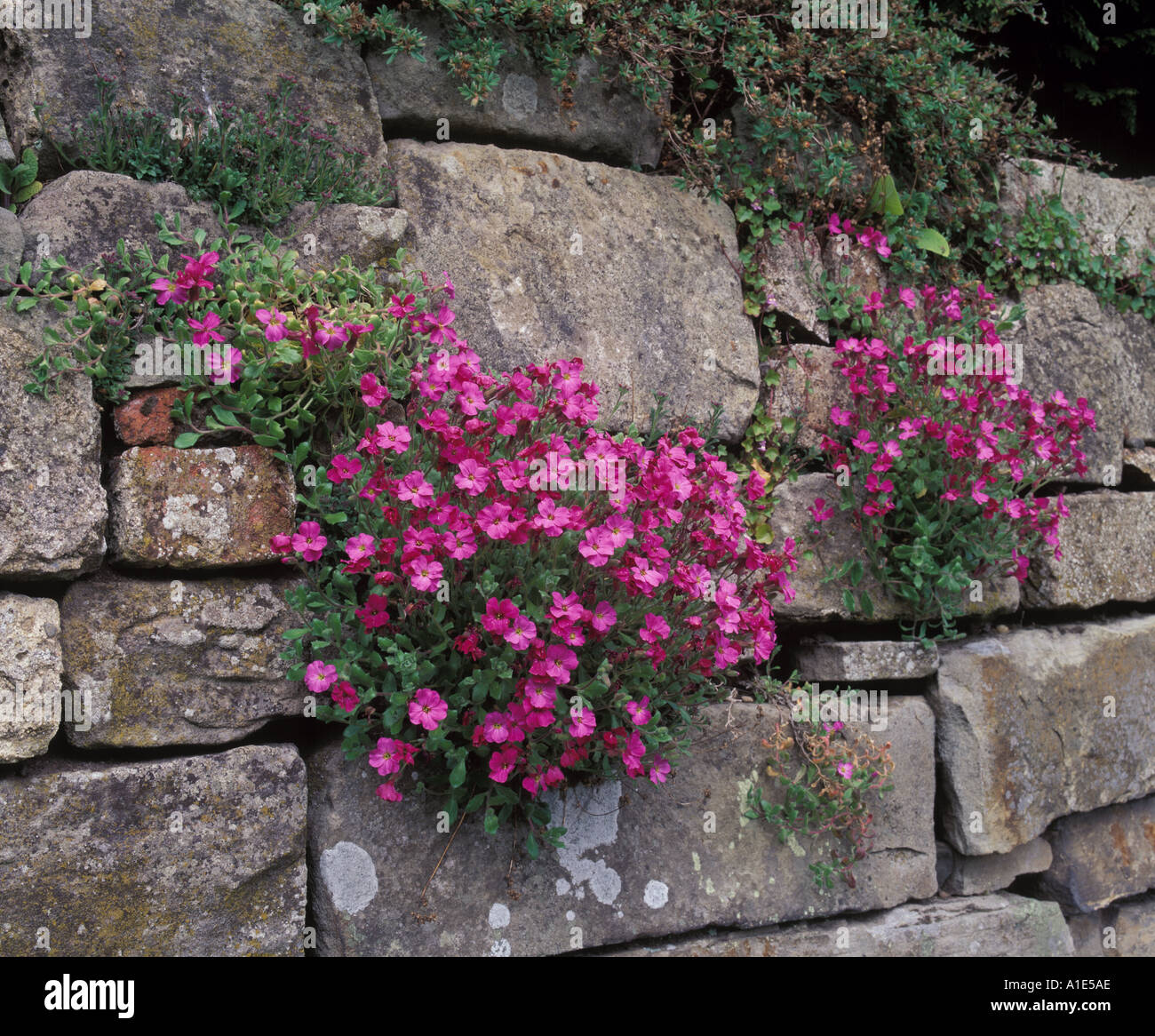 Rosafarbene Aubrieta-Pflanzen blühen in Kaskaden an einer alten Wand. Sie verbreiten Stauden und ziehen nektarsuchende Gartenbesucher mit ihren wunderschönen Blumen an Stockfoto