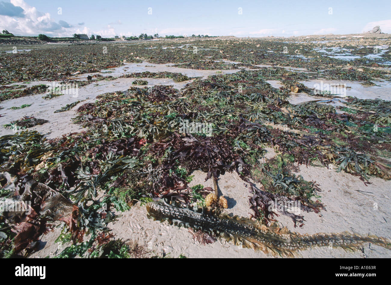 verschiedene Algen Arten am Strand, Frankreich, Bretagne, Roscoff Stockfoto