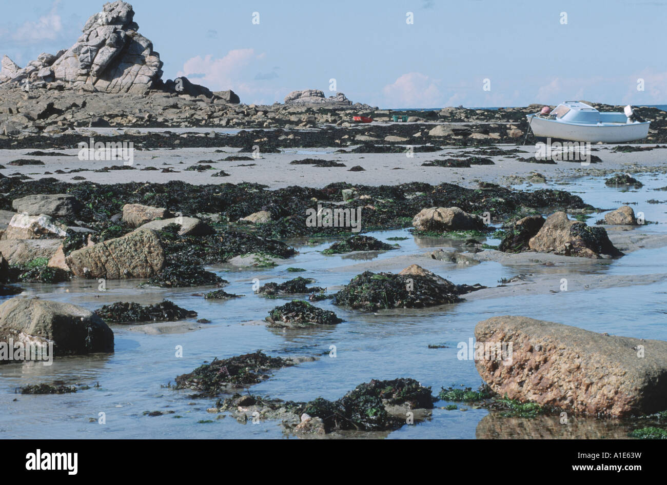 Algen an der Küste, Frankreich, Bretagne, Roscoff Stockfoto