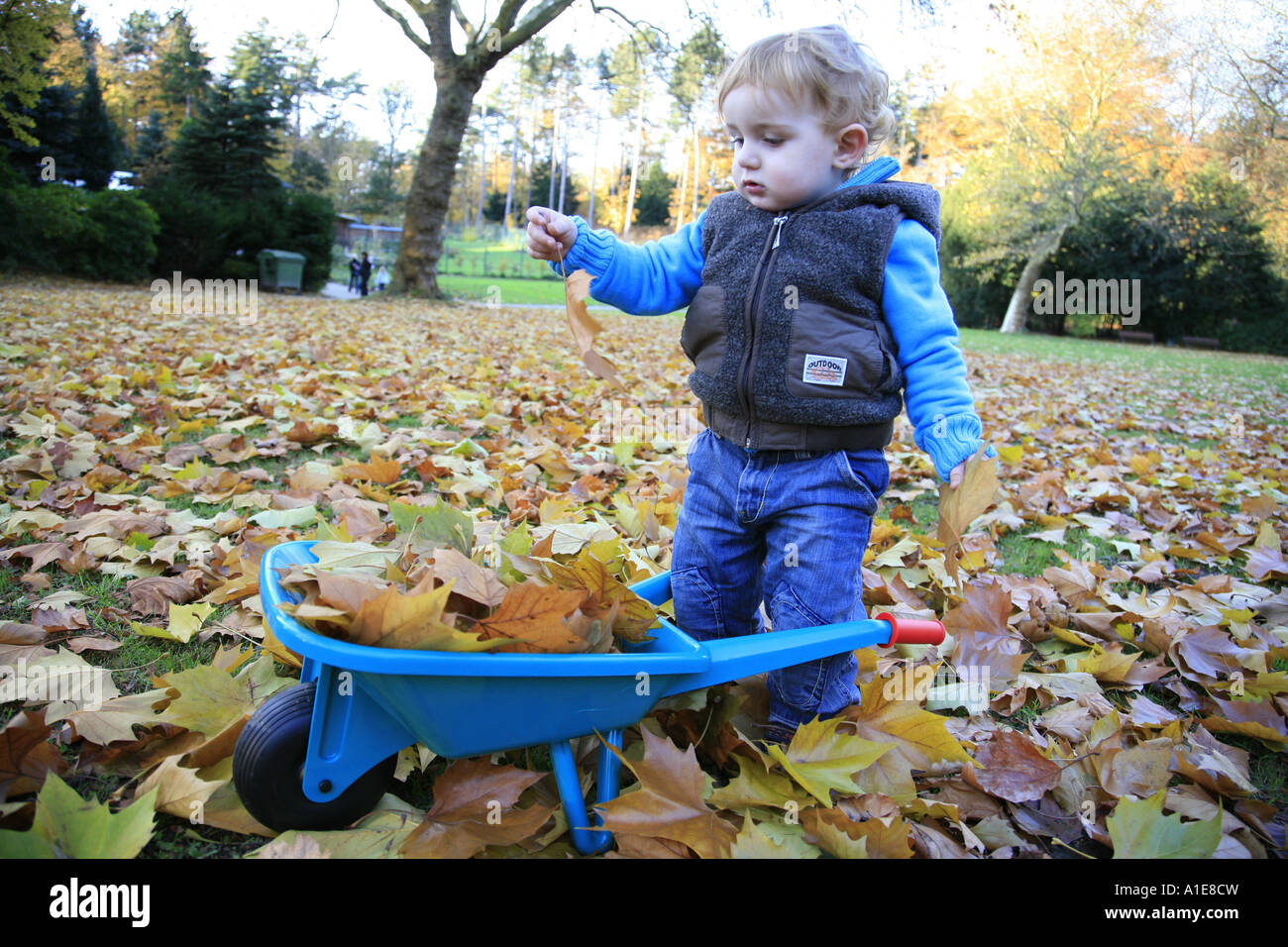 kleiner Junge füllt einen Karren mit Blätter Stockfoto