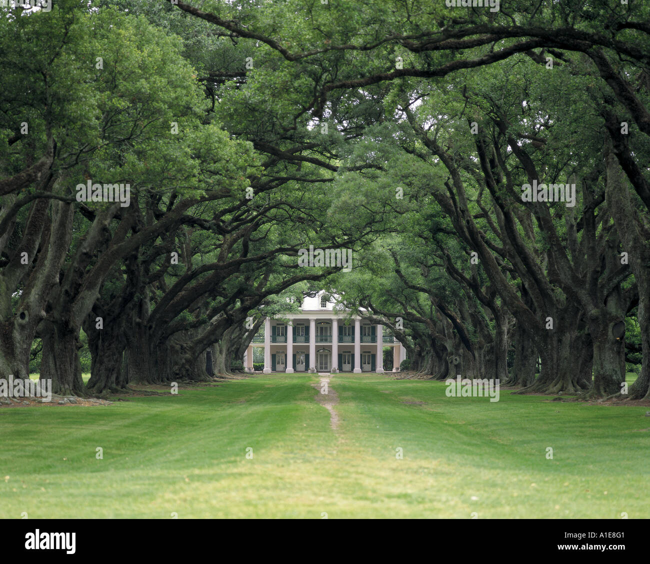 Wunderschone Oak Alley Plantation Louisiana Fotos