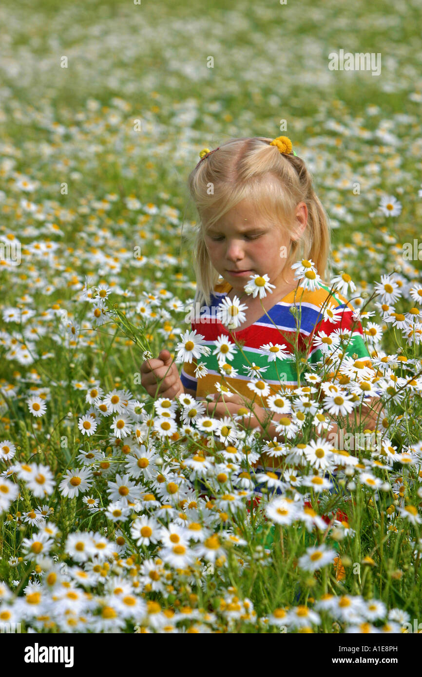 geruchlos Mayweed, geruchlose Kamille (Tripleurospermum Perforatum, Tripleurospermum Inodorum, Matricaria Inodora), Mädchen picki Stockfoto