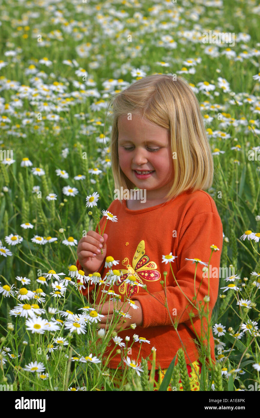 geruchlos Mayweed, geruchlose Kamille (Tripleurospermum Perforatum, Tripleurospermum Inodorum, Matricaria Inodora), Mädchen picki Stockfoto