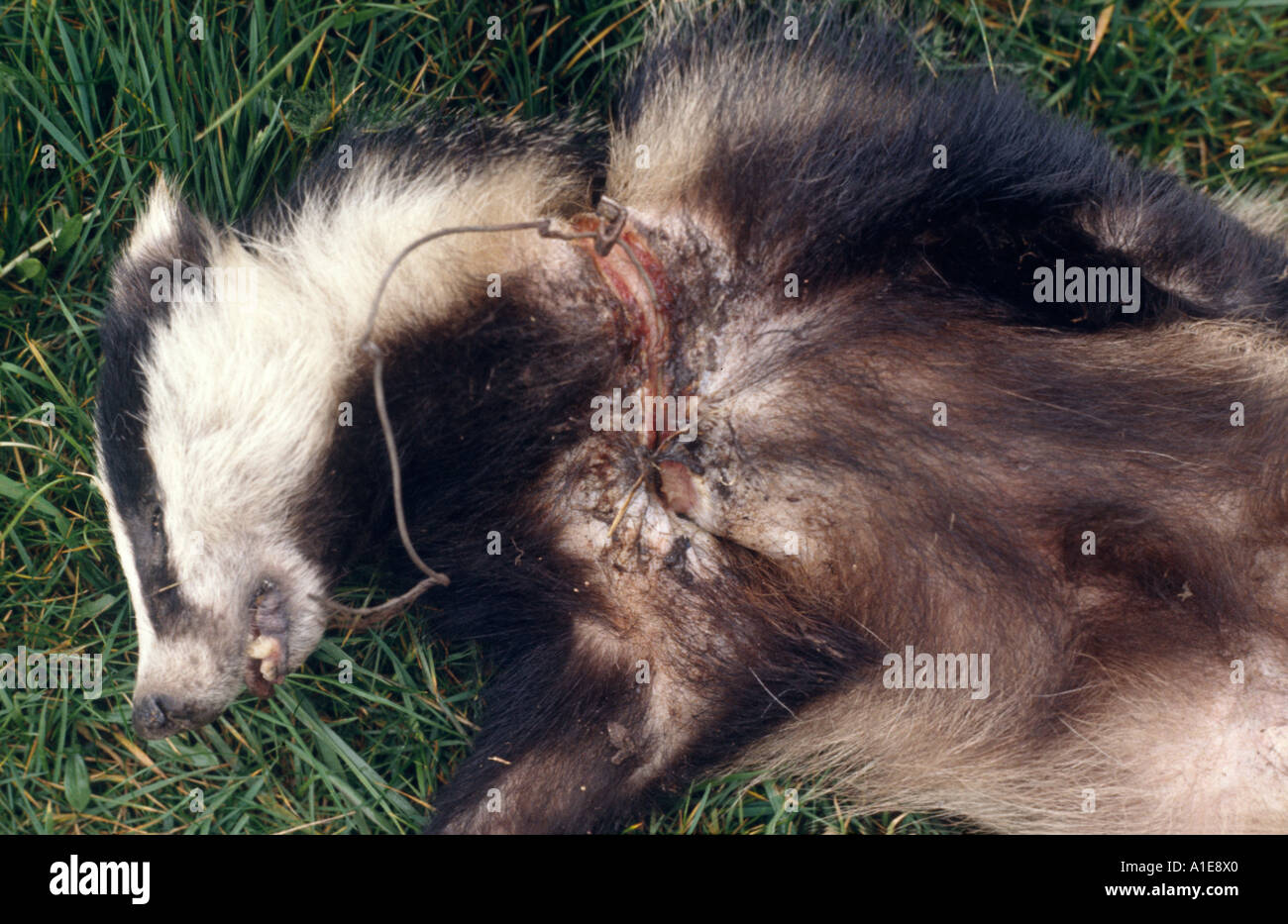 Schlingenfalle -Fotos und -Bildmaterial in hoher Auflösung – Alamy