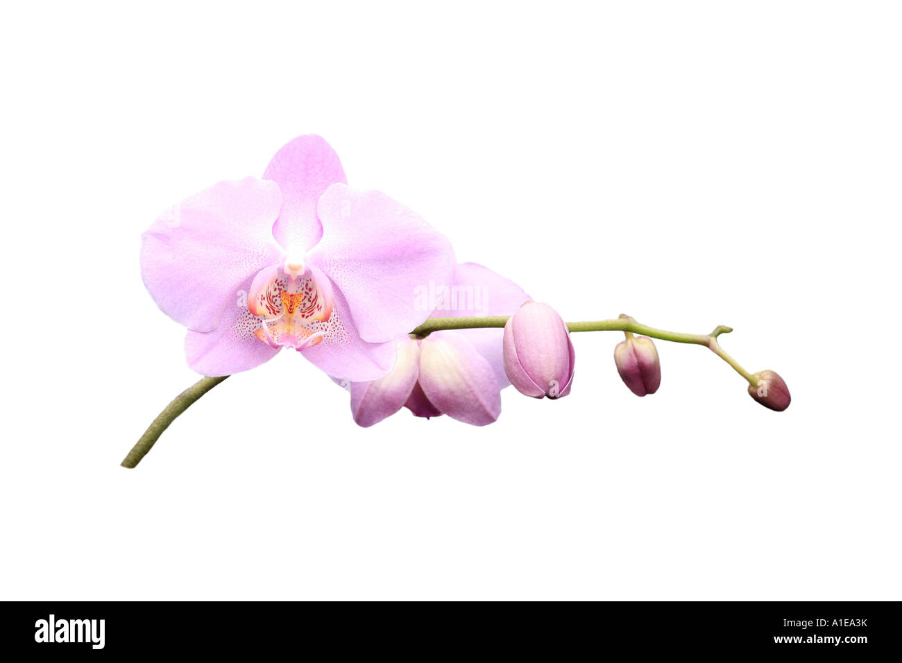 Nachtfalter-Orchidee (Phalaenopsis Hybride), Reihenfolge der Entwicklung der Blumen, Serie Bild 3/9 Stockfoto