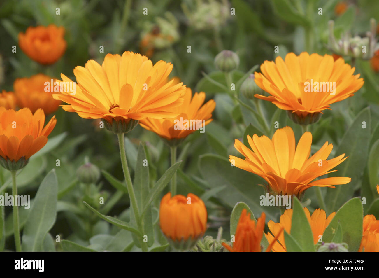 GartenRingelblume (Calendula Officinalis), blühen, Heilpflanze für