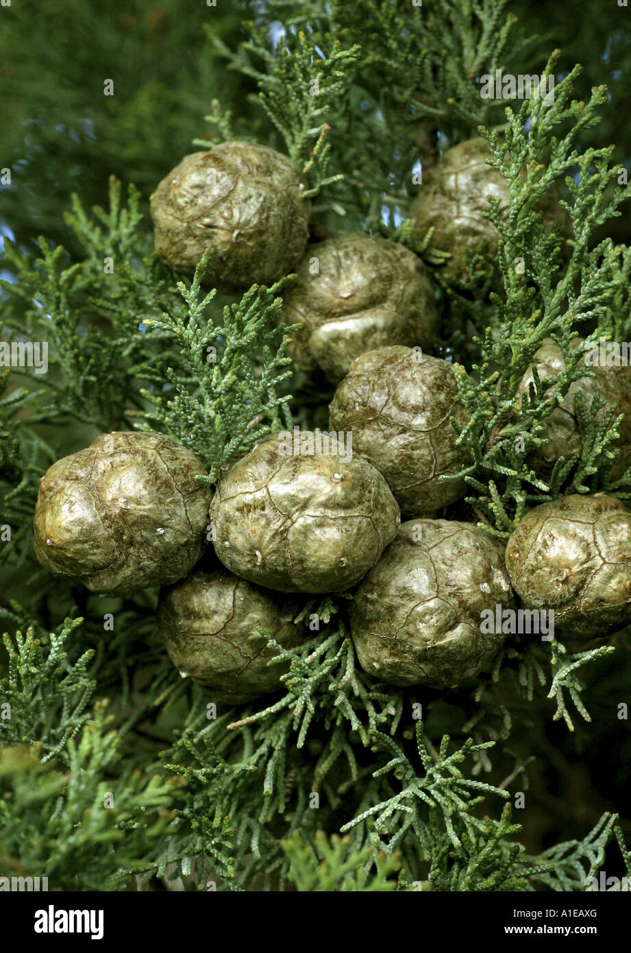 Italienische Zypresse (Cupressus Sempervirens), Kegeln, Spanien Stockfoto