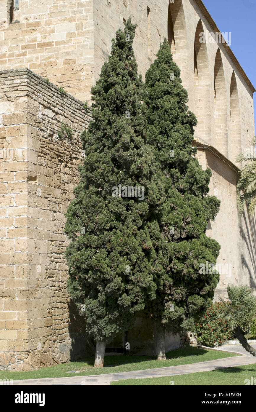 Italienische Zypresse (Cupressus Sempervirens), zwei Bäume vor einem Gebäude, Spanien Stockfoto