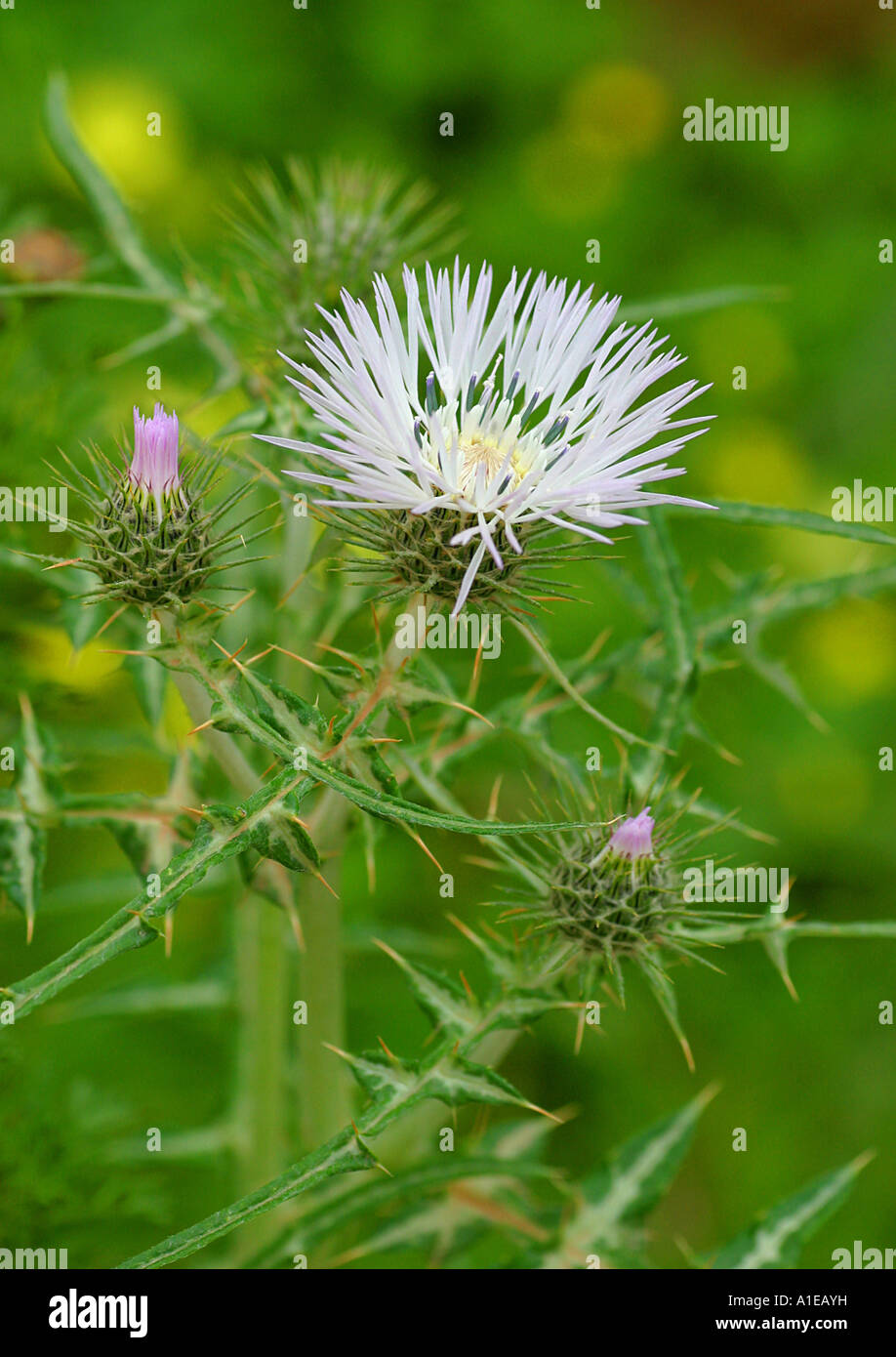 Essbare Distel, Wildschwein Distel, lila Mariendistel, Mariendistel (Galactites Tomentosa), blühen, Spanien Stockfoto