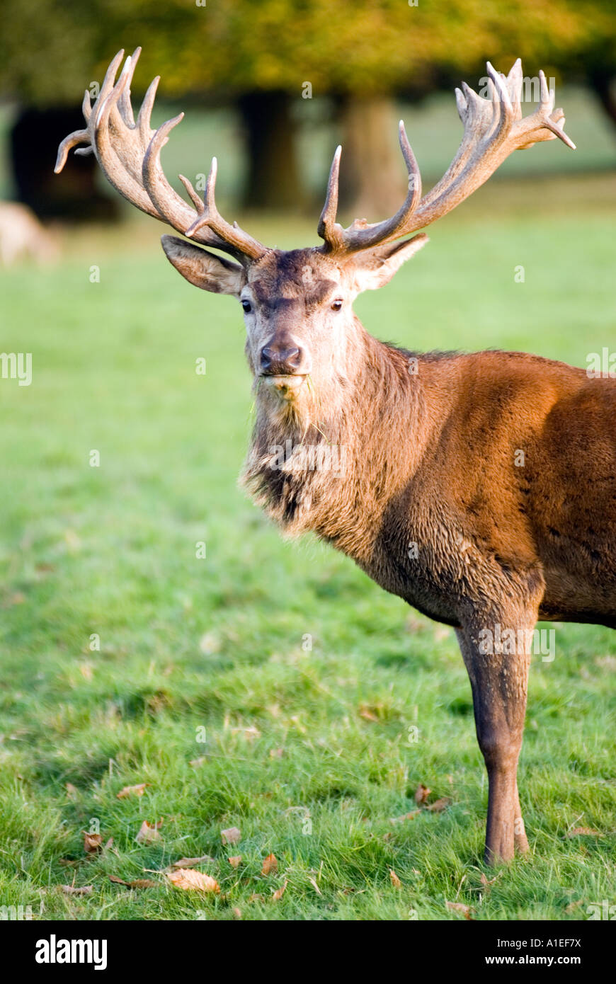 Hirsch in Woburn Safari Park Bedfordshire England UK Forest Centre Parcs. Foto von einem öffentlichen Fußweg. Stockfoto