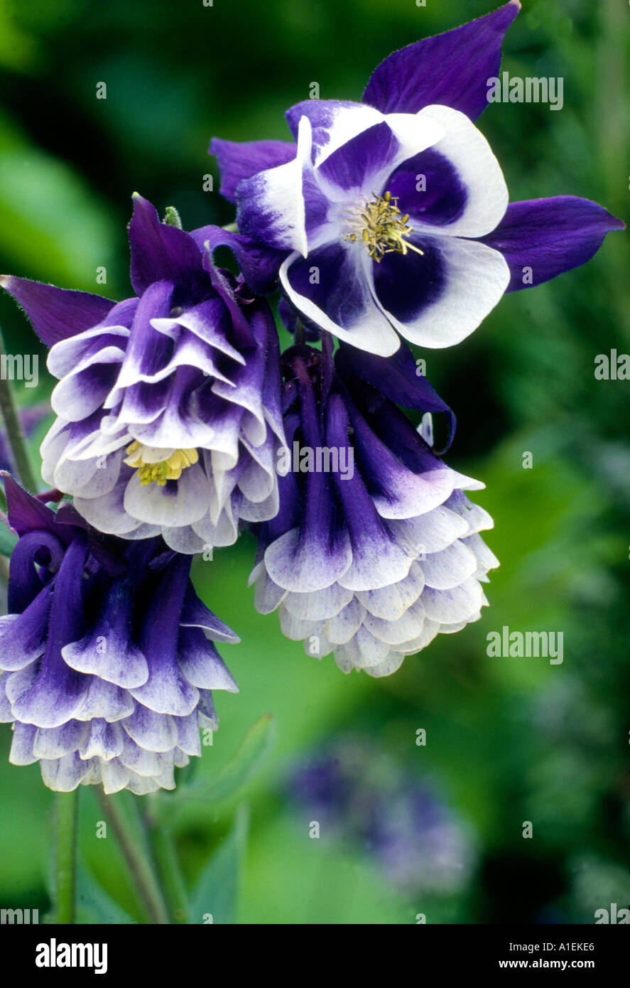 Aquilegia Vulgaris Adelaide Addison Columbine Omas Motorhaube Blau Lila Weisse Blumen Garten Pflanze Mehrjahrig Gartenbau Stockfotografie Alamy