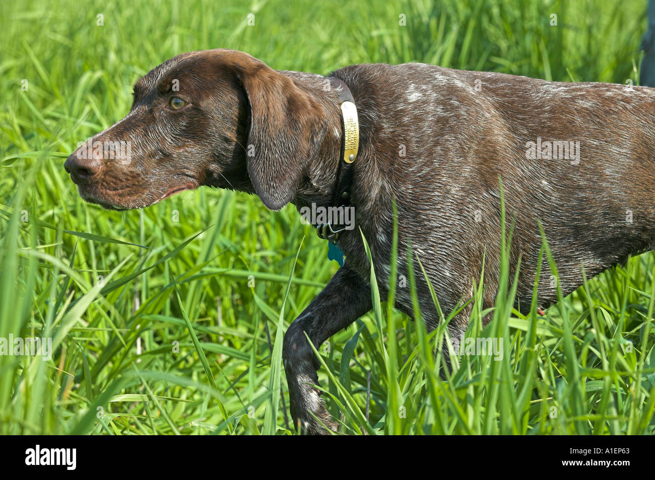 Deutsch Kurzhaar reinrassigen Hund Jagd Stockfoto