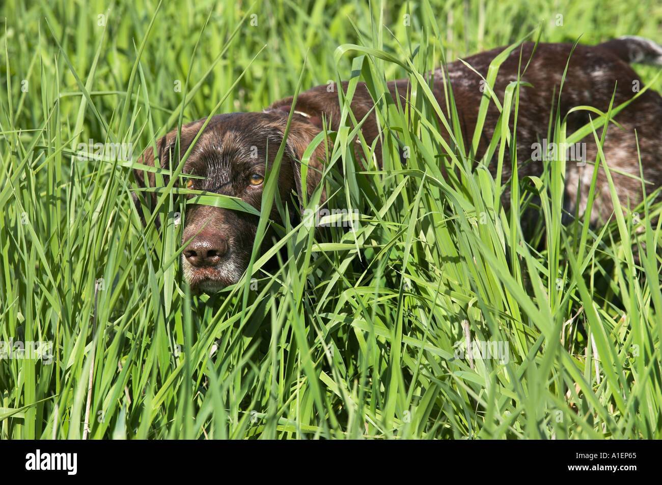 Deutsch Kurzhaar reinrassigen Hund Jagd Stockfoto